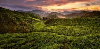 De Singapour aux Cameron Highlands
